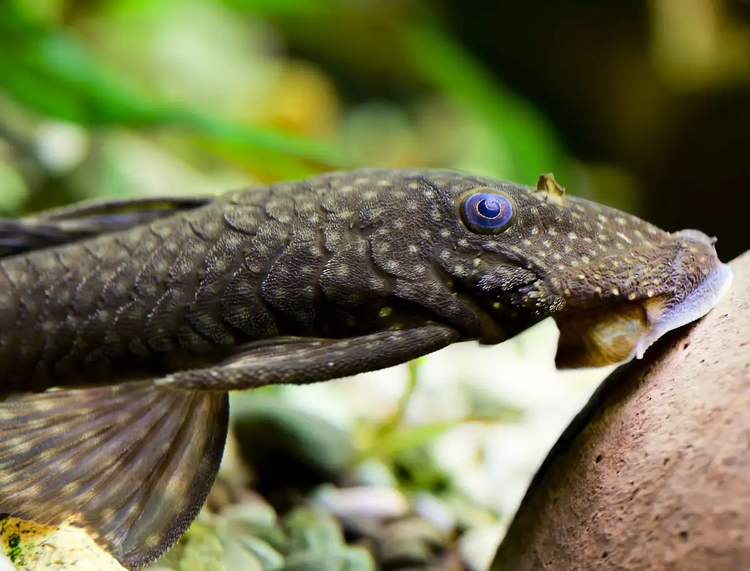Plecostomus