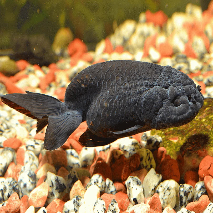 Premium Black Lionhead Ranchu Goldfish