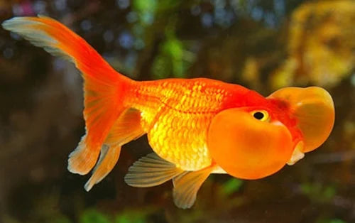 Red Bubble Eye Goldfish