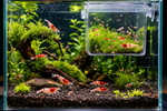 Blue Dream Shrimp Colony Pack in aquarium