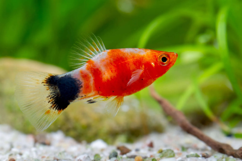 Red Tiger Platy
