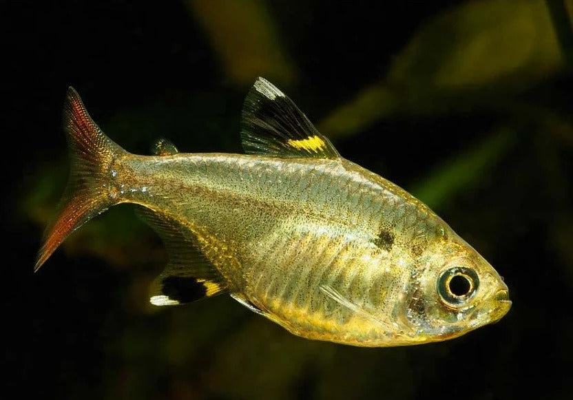 Beginner Community Tank Pack