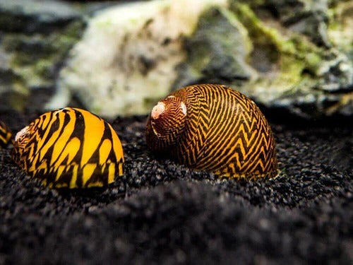 Oto and Snail Cleanup Pack