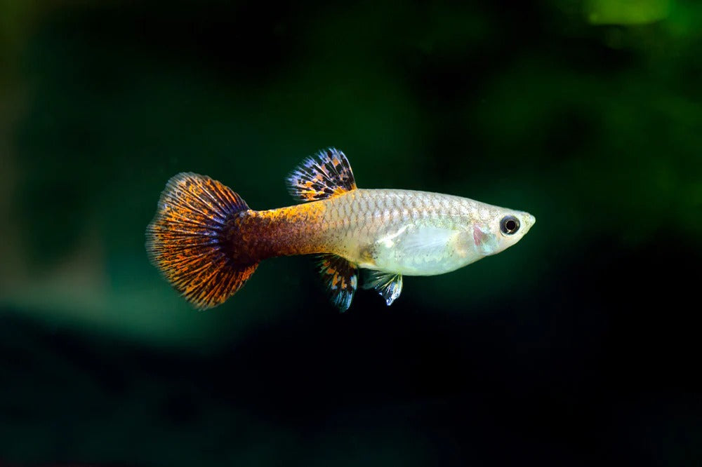 Freshwater tropical fish