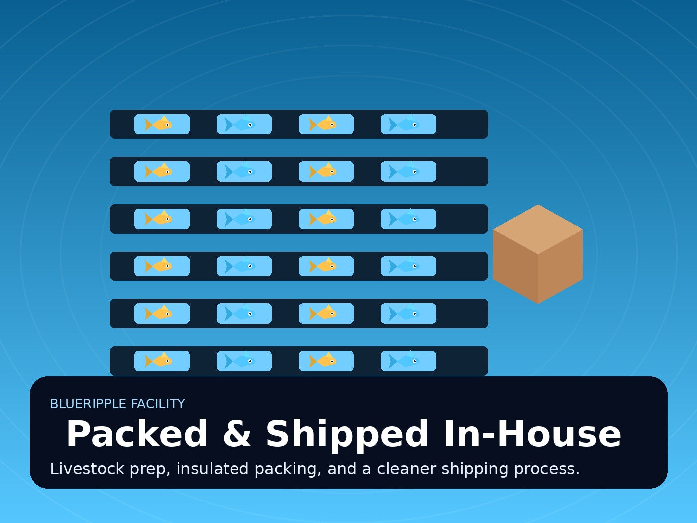 See how BlueRipple prepares, bags, oxygen-packs, and ships live fish safely.